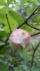 Callirhytis seminator