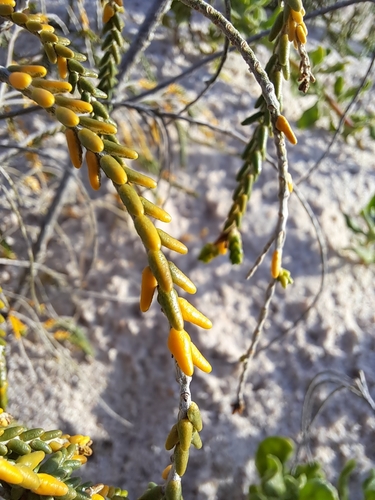 Image of Passerina rigida by (c) Noeleen du Toit, some rights reserved (CC BY-SA)