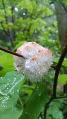 Callirhytis seminator