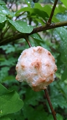 Callirhytis seminator