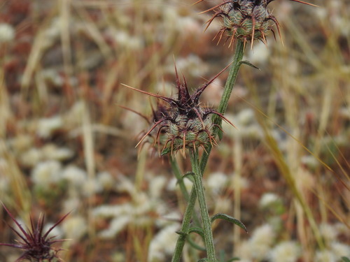 Image of Centaurea ornata by (c) Duarte Frade, some rights reserved (CC BY)