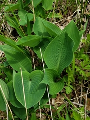 Hosta