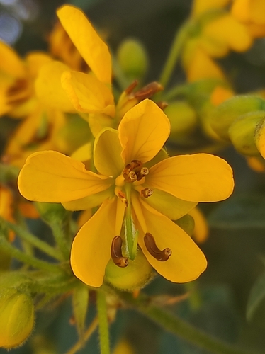 Senna weddelliana, photograph 2