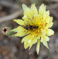 Eupompha elegans
