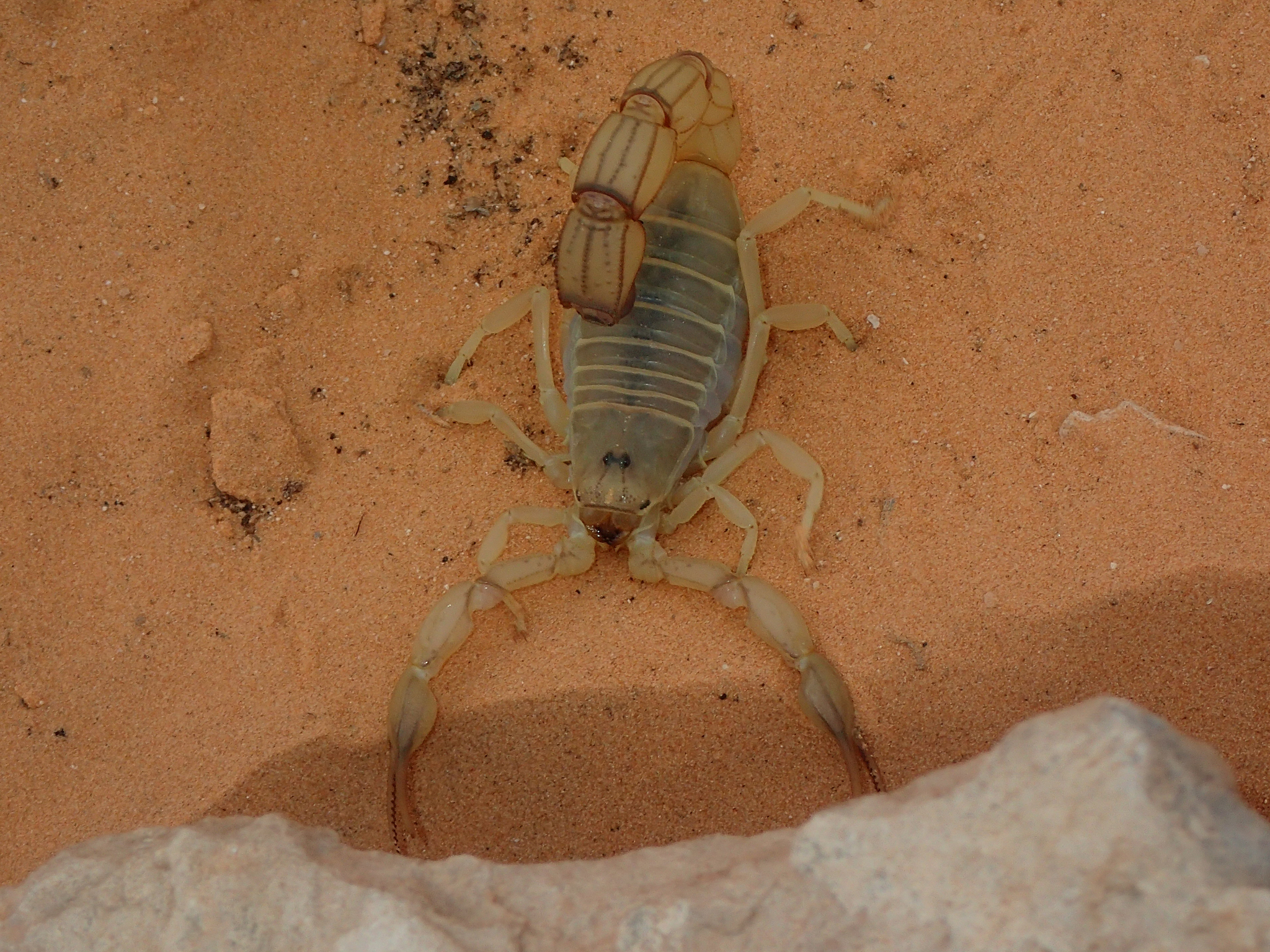 Androctonus australis