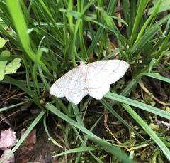 Trigrammia quadrinotaria