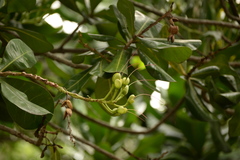 Barringtonia asiatica