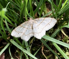 Trigrammia quadrinotaria