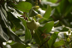 Barringtonia asiatica