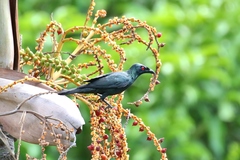 Aplonis panayensis