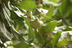 Barringtonia asiatica