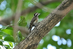 Yungipicus maculatus
