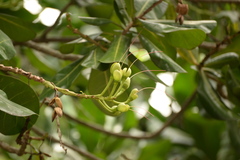 Barringtonia asiatica