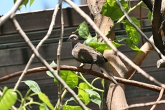 Streptopelia chinensis