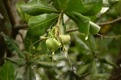 Barringtonia asiatica