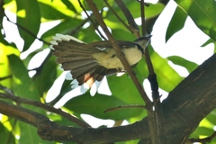 Rhipidura nigritorquis