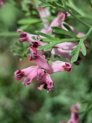 Image of Fumaria vaillantii by (c) Eric Watts, some rights reserved (CC BY)