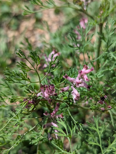 Image of Fumaria vaillantii by (c) Eric Watts, some rights reserved (CC BY)