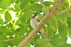 Pycnonotus goiavier