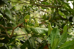 Barringtonia asiatica