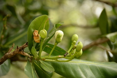 Barringtonia asiatica