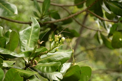Barringtonia asiatica