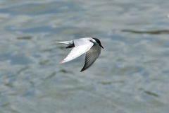 Chlidonias hybrida