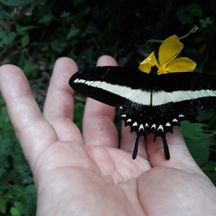 Heraclides hectorides