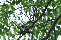 Rhipidura nigritorquis