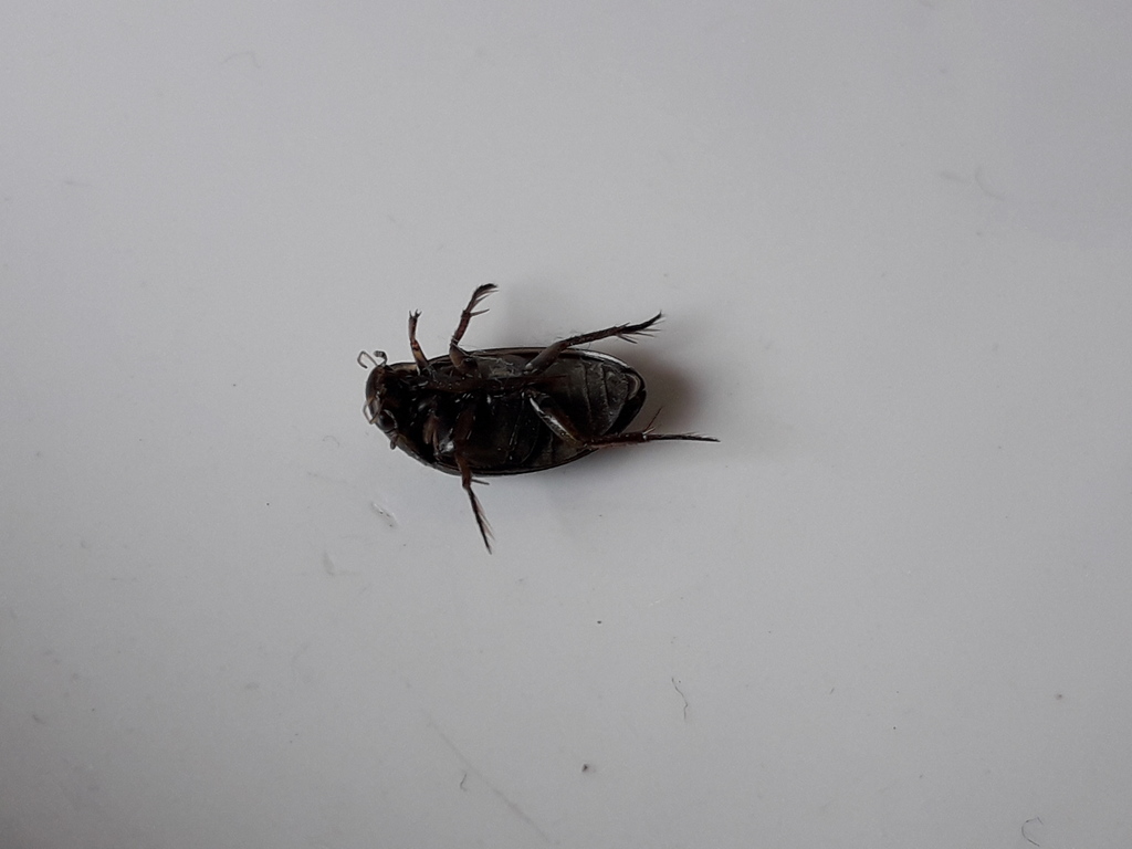 Tropisternus setiger