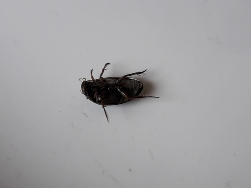 Tropisternus setiger