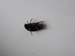 Tropisternus setiger