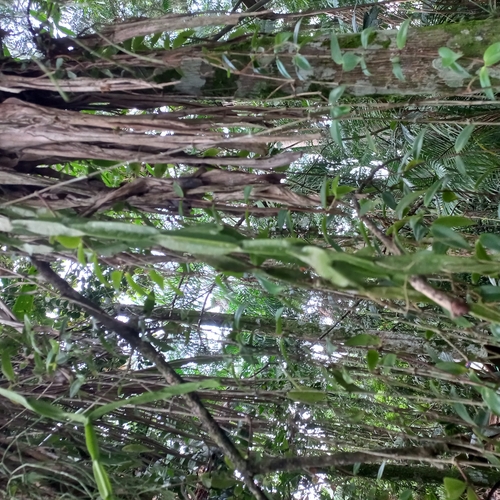 Image of Rhipsalis paradoxa by (c) Patrícia Mees, some rights reserved (CC BY)
