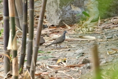 Geopelia striata