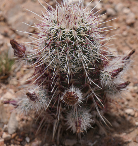 Texas Hedgehog Cactus