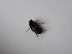 Tropisternus setiger