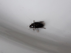 Tropisternus setiger