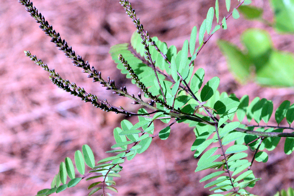 Indigo Clusters Clusterspike False Indigo in April 2024 by Livan · iNaturalist