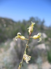 Caulanthus heterophyllus