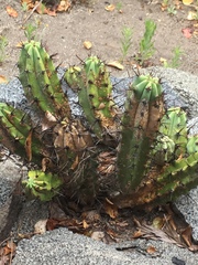 Myrtillocactus cochal