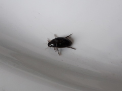 Tropisternus setiger