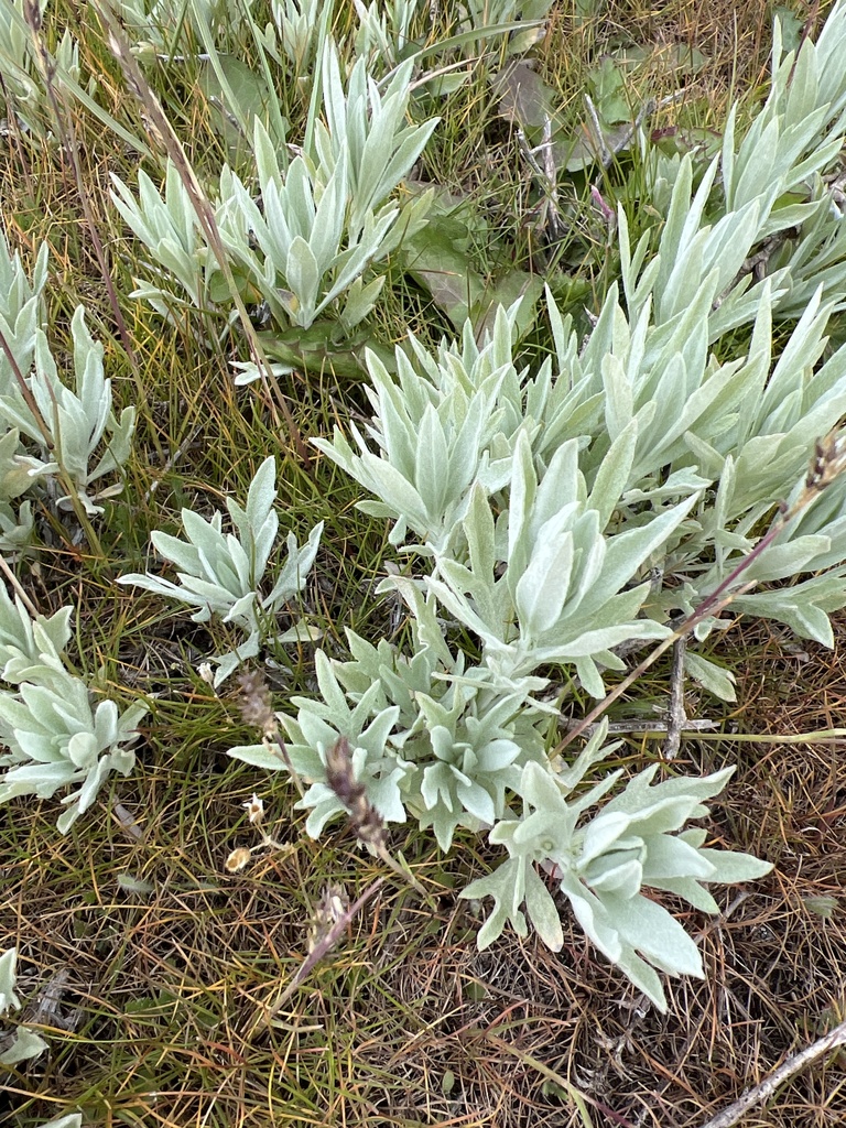 wormwoods and sagebrushes from Endicott, WA, US on April 28, 2024 at 11 ...