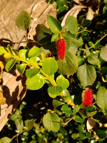 Acalypha herzogiana