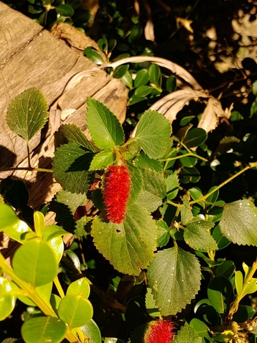 Acalypha herzogiana