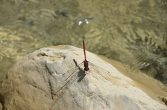 Trithemis lilacina