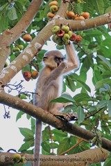 Trachypithecus pileatus