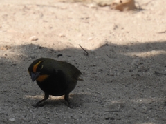 Tiaris olivaceus intermedius