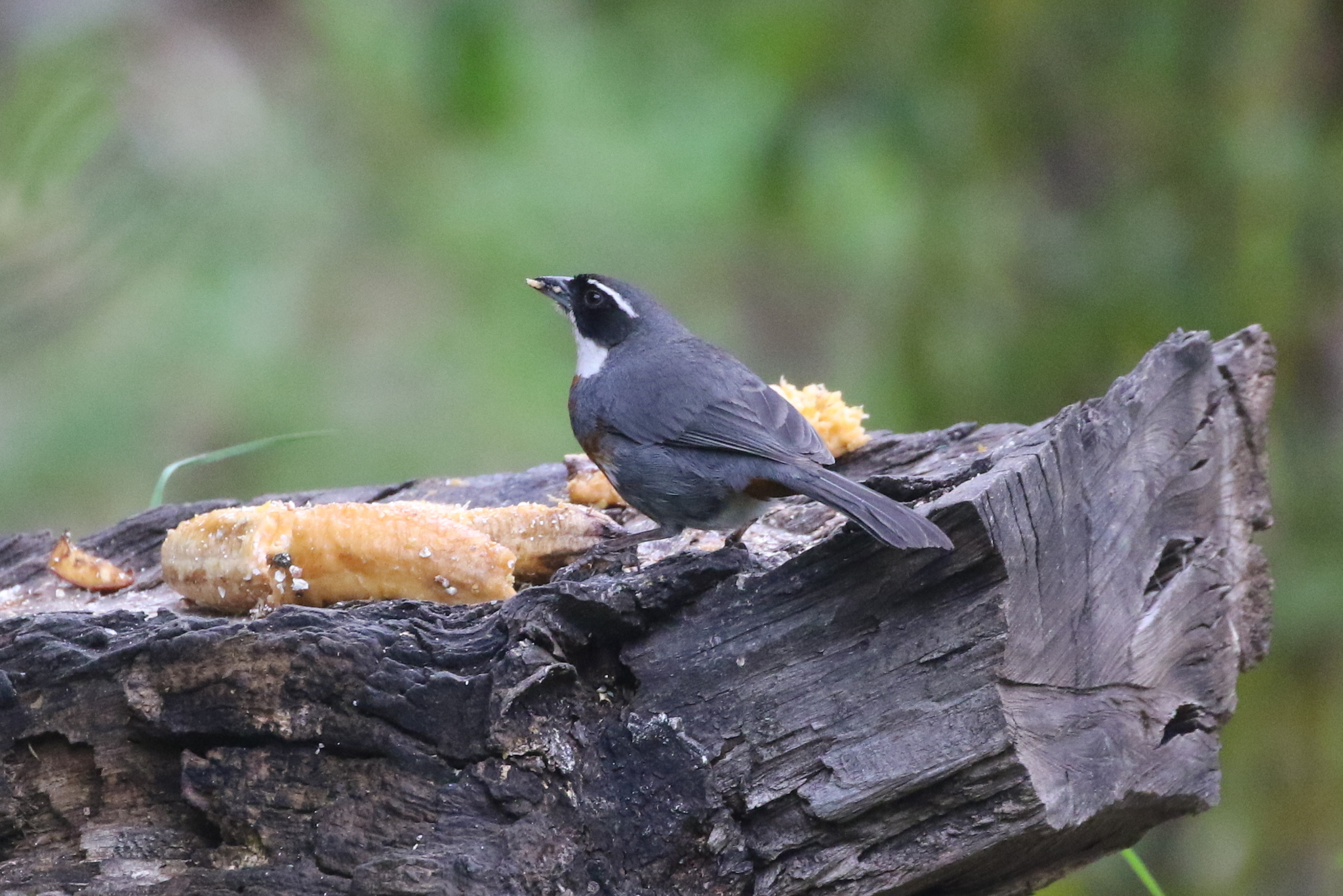 Chestnut-breasted Mountain Finch (Poospizopsis caesar), photo 6
