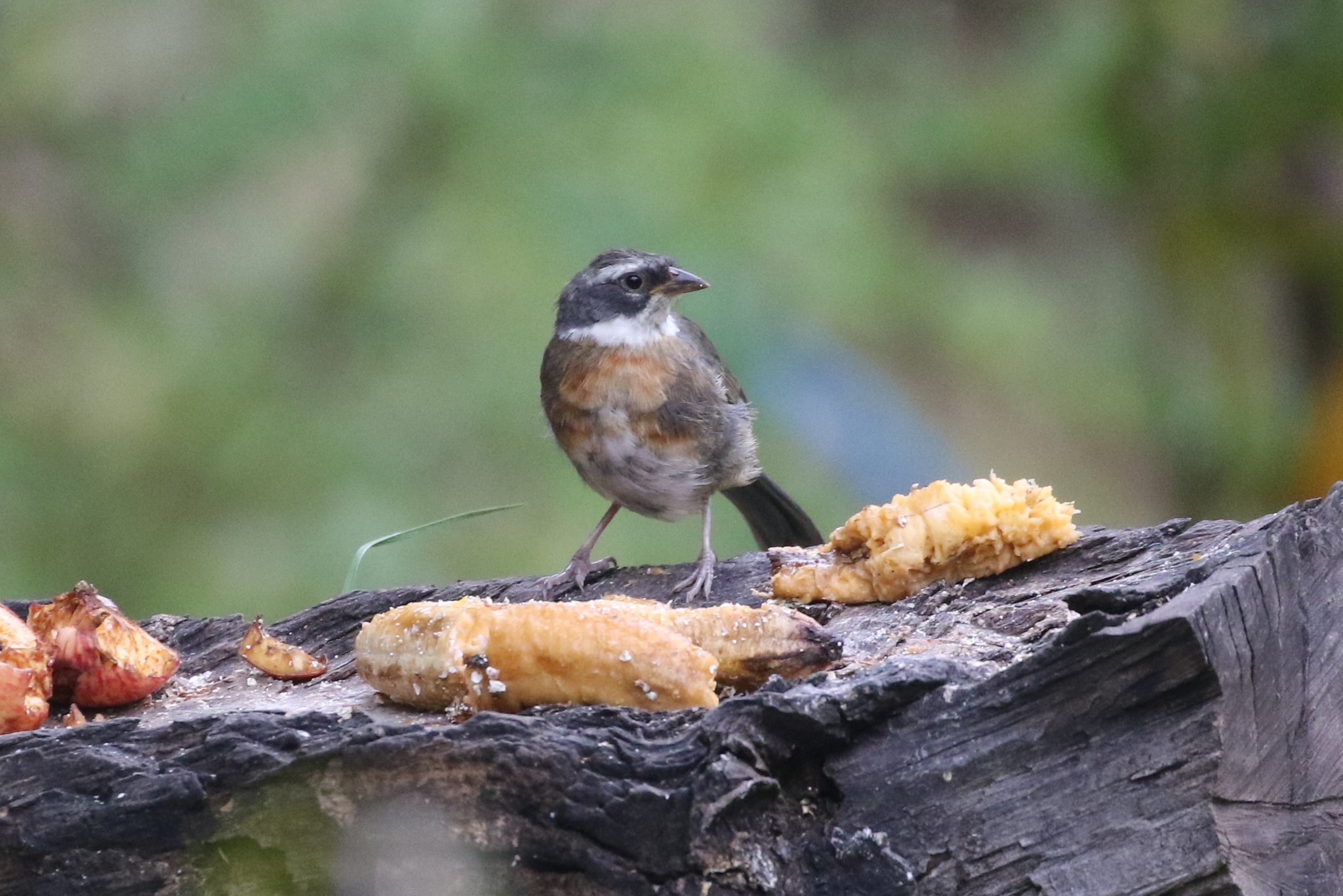 Chestnut-breasted Mountain Finch (Poospizopsis caesar), photo 7