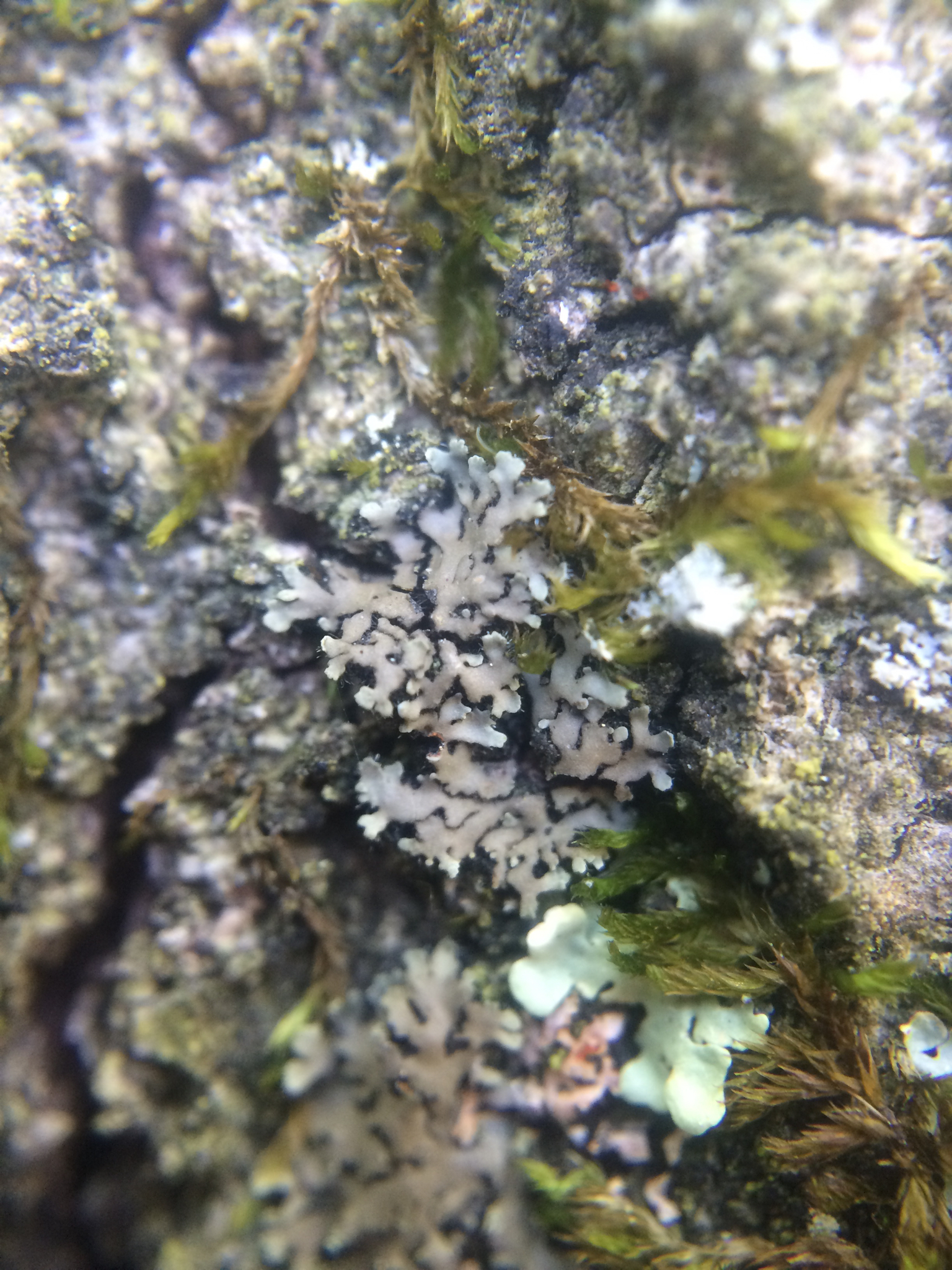 Phaeophyscia rubropulchra image
